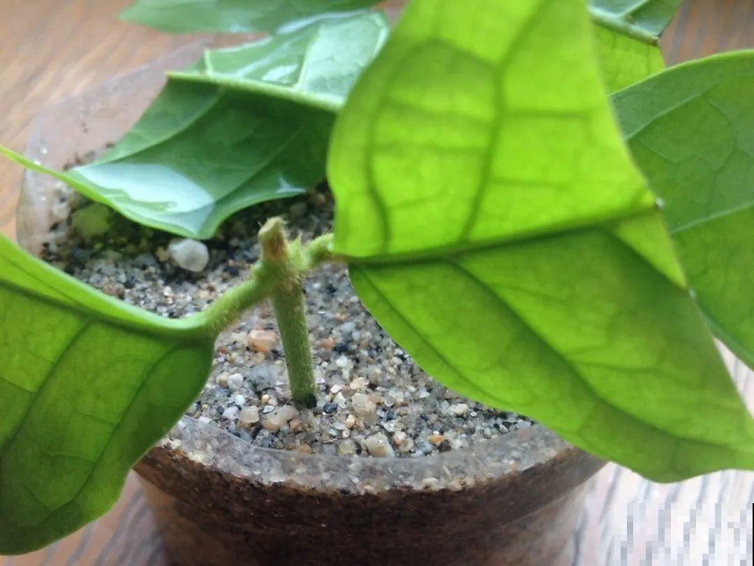 20种常见花，扦插方法大全，不用再花钱买了！