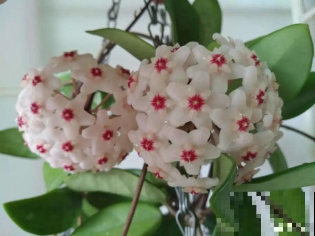 如果你有个院子，那一定要养这5种花，开花又多又香！