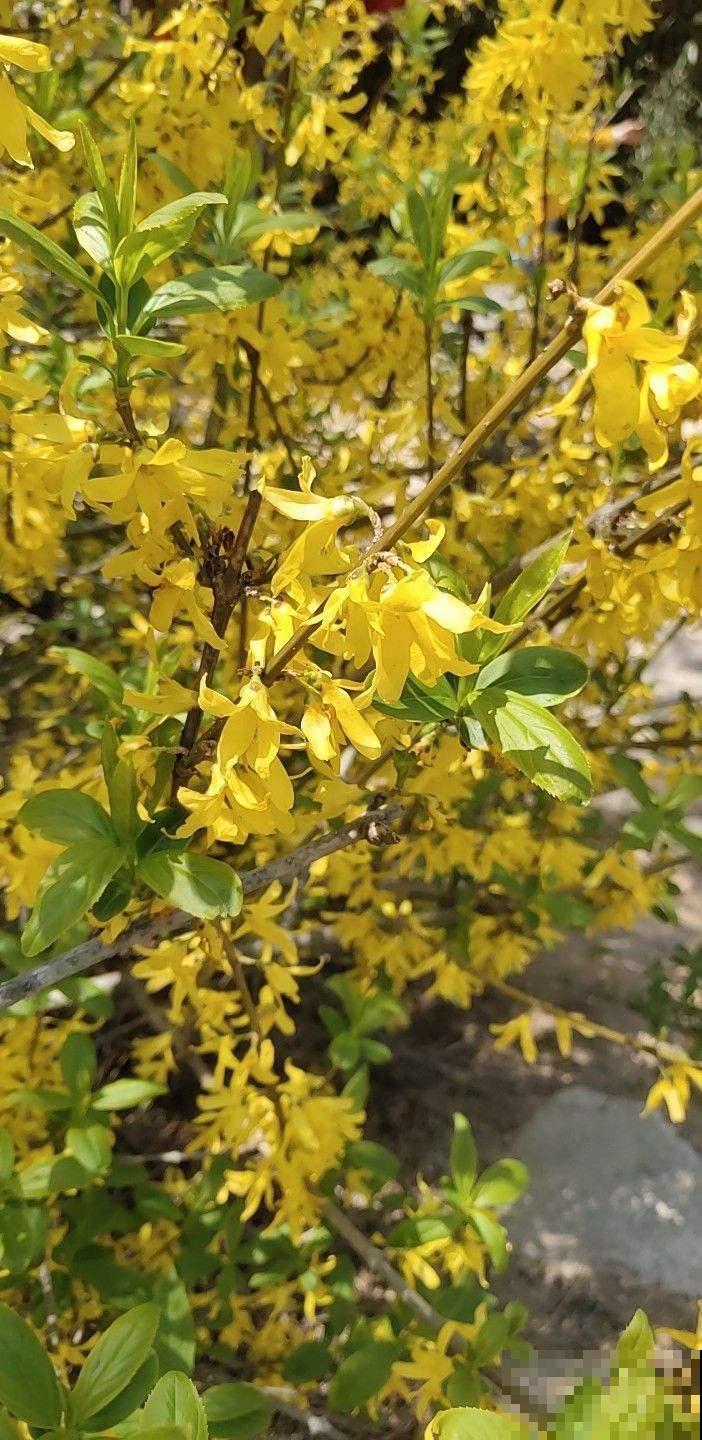 路边常见的金黄花海，名字叫做连翘，不仅模样美还是一味药！