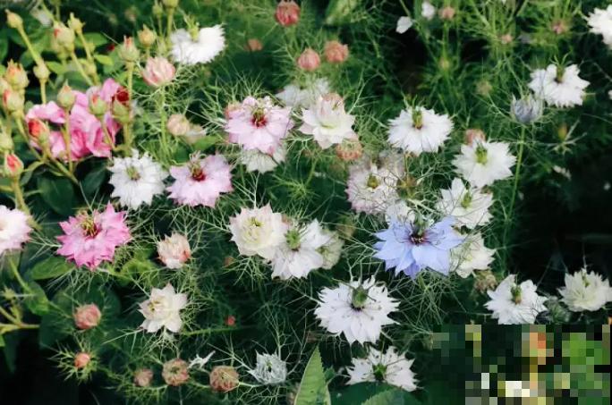 它是铁线莲的姐妹花，夏天能长1米高，花瓣几乎是透明的！