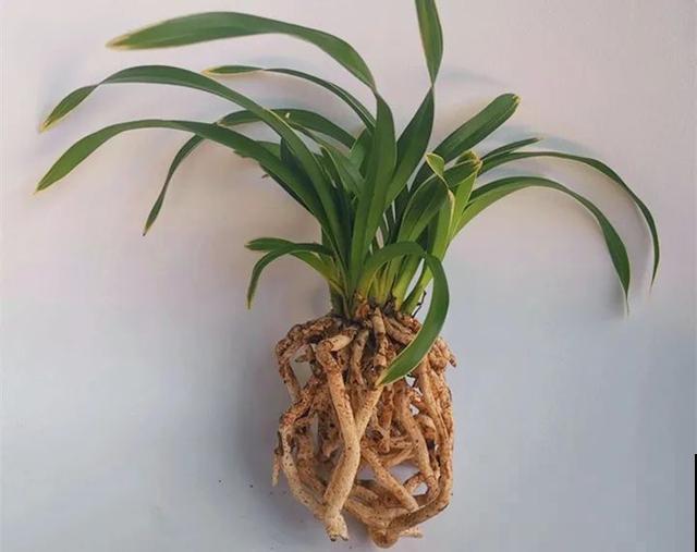 6种兰花，一开花香飘满屋，越养越值钱！