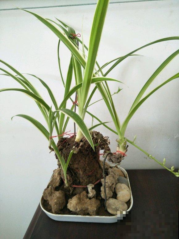 养了3年的吊兰，长成一棵小树，太神奇了！