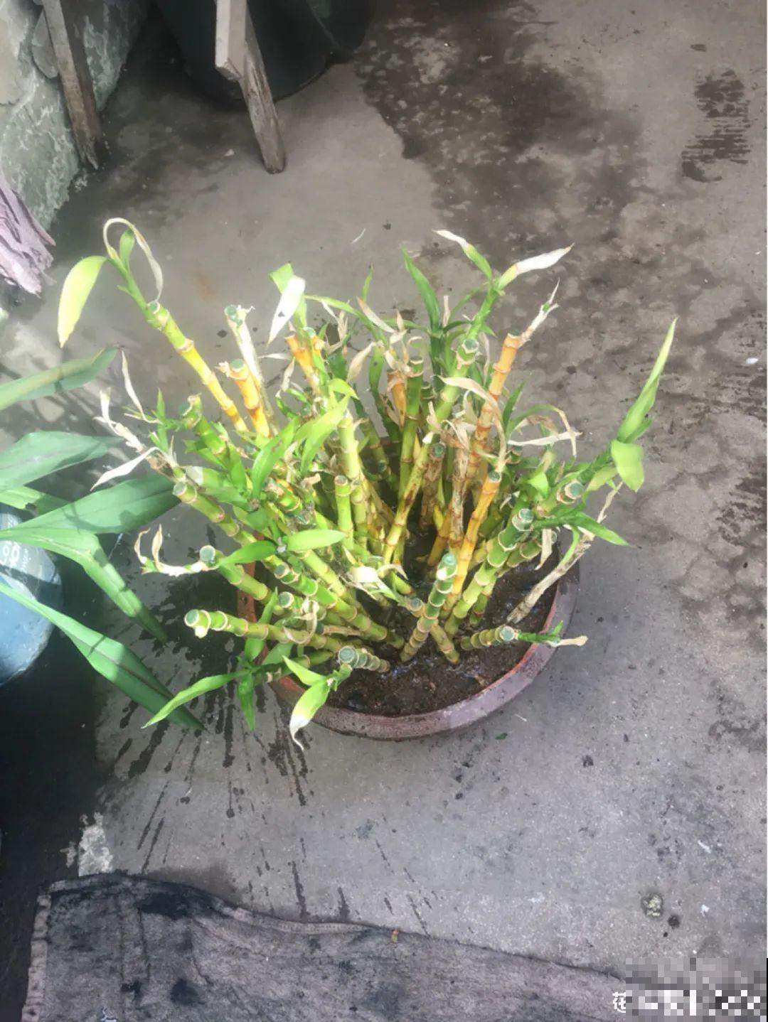 春天路边逛一遭，全是养花宝贝，赶紧捡回家
