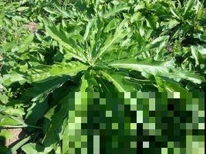 农村常见的刺儿菜，竟然还有这种大用处，后悔没早点采回家