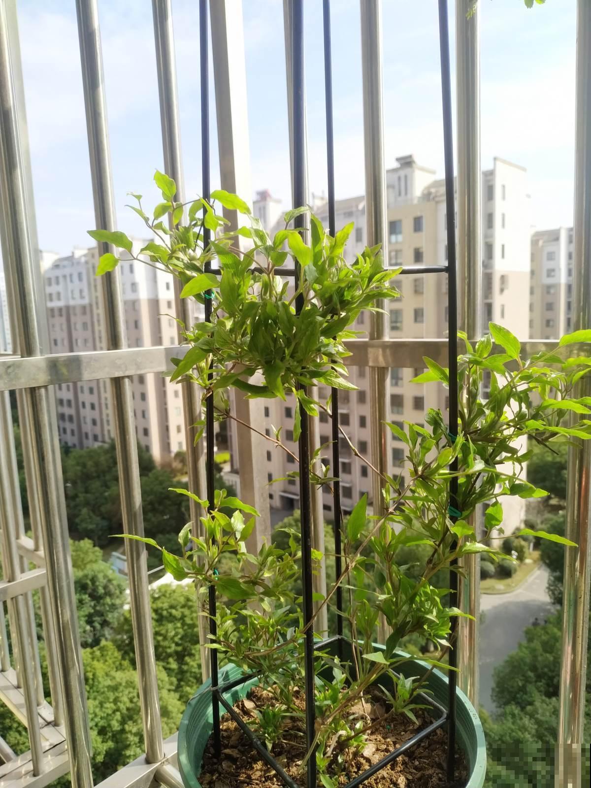 藤蔓植物春天咋养，才能开出满墙花海？几个技巧要摸清！