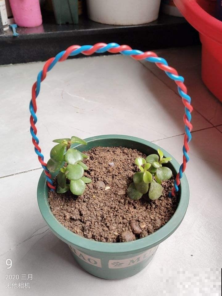 扦插总是不生根，用免费的它做点生根水，大白根几天满盆窜！