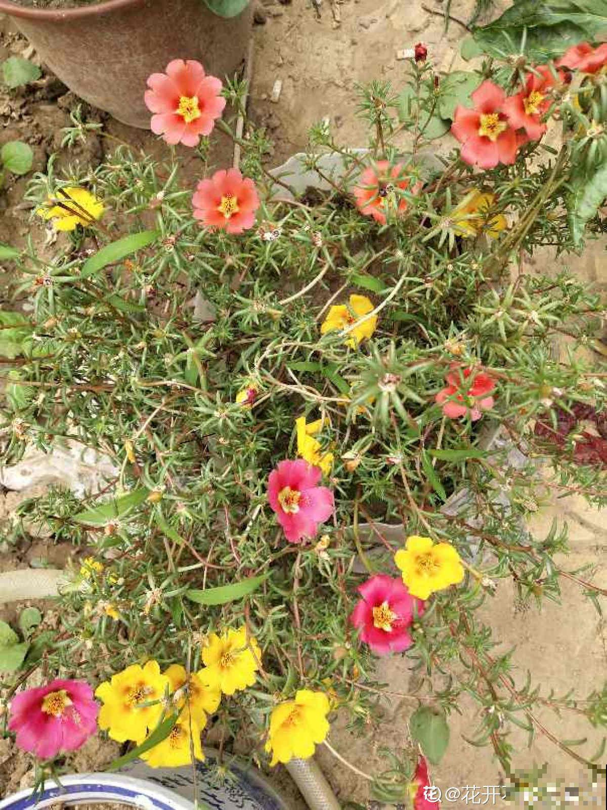 6种懒人花，皮实好养开花勤，不养一棵太亏了！
