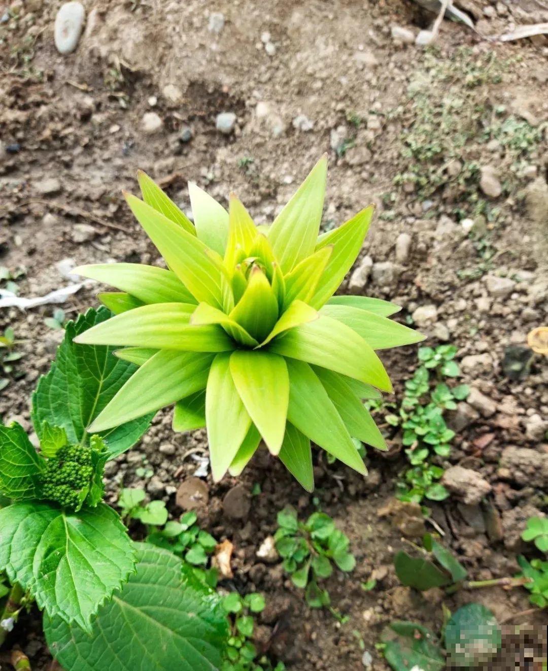 花一到春天就蔫巴，那是浇水浇少了，赶紧补水