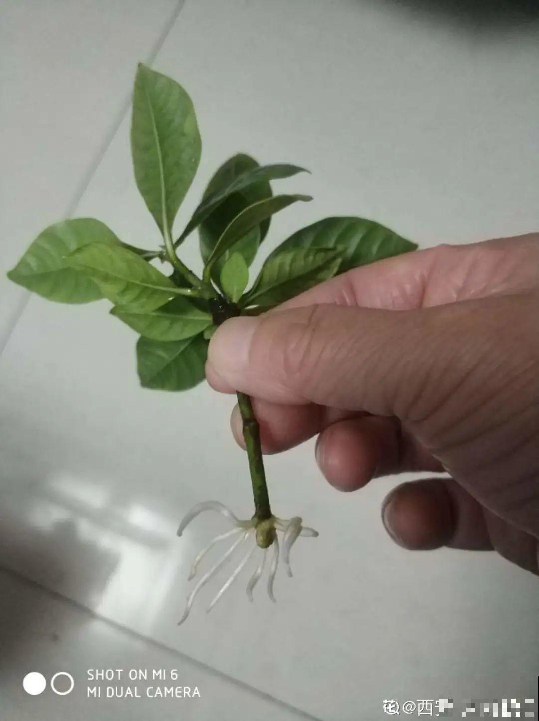 这10种花，天越热越扦插，3天冒出大白根！