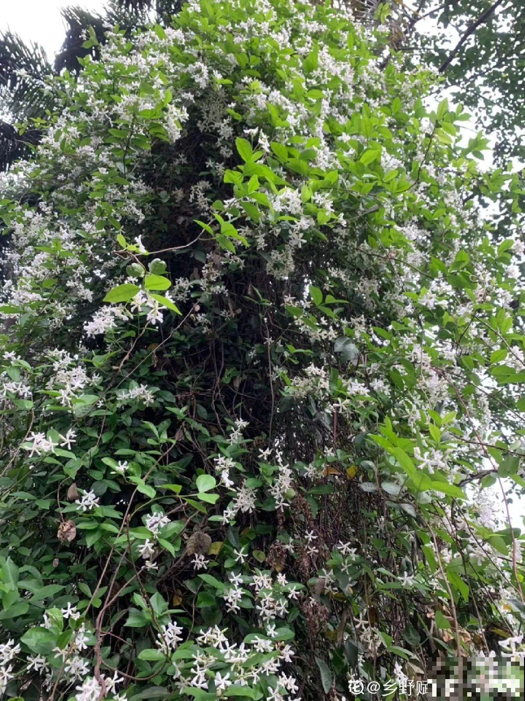 给花喝点它，花芽摁都摁不住，呼呼开花