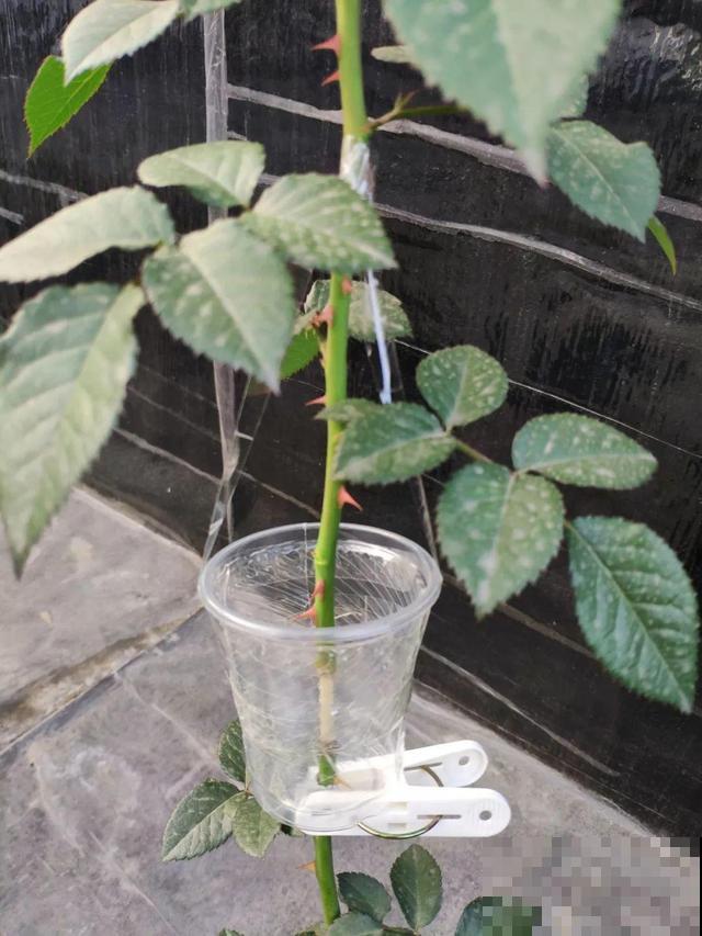 1个塑料瓶，居然有8种养花方法，省钱又好用！