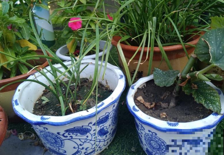 养花常见的6种盆，其中1种养不好花，新手慎用！