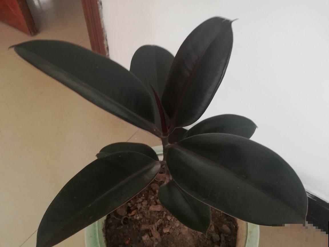 橡皮树养了十年没长个？都怪你太溺爱它，虐待一番立马疯长！