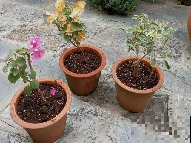 现在养三角梅，长的快、开花多，想开几次都行！