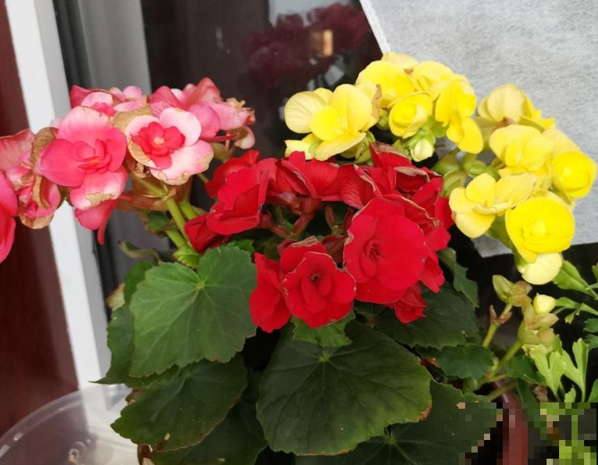 4种花堪称“夏必死”，怕热又怕涝，现在不适合买！