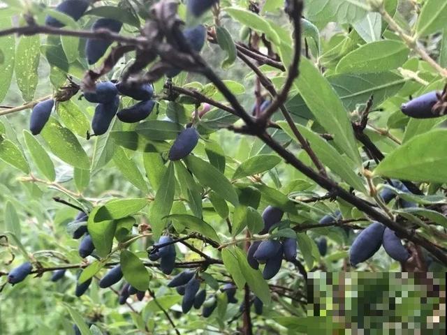 春天适合在家种果树，阳台上也能养，一棵能接满树果