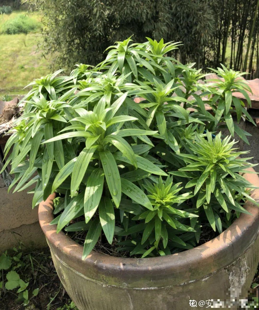 大水缸养花，30年不用换盆，放门口能当传家宝！
