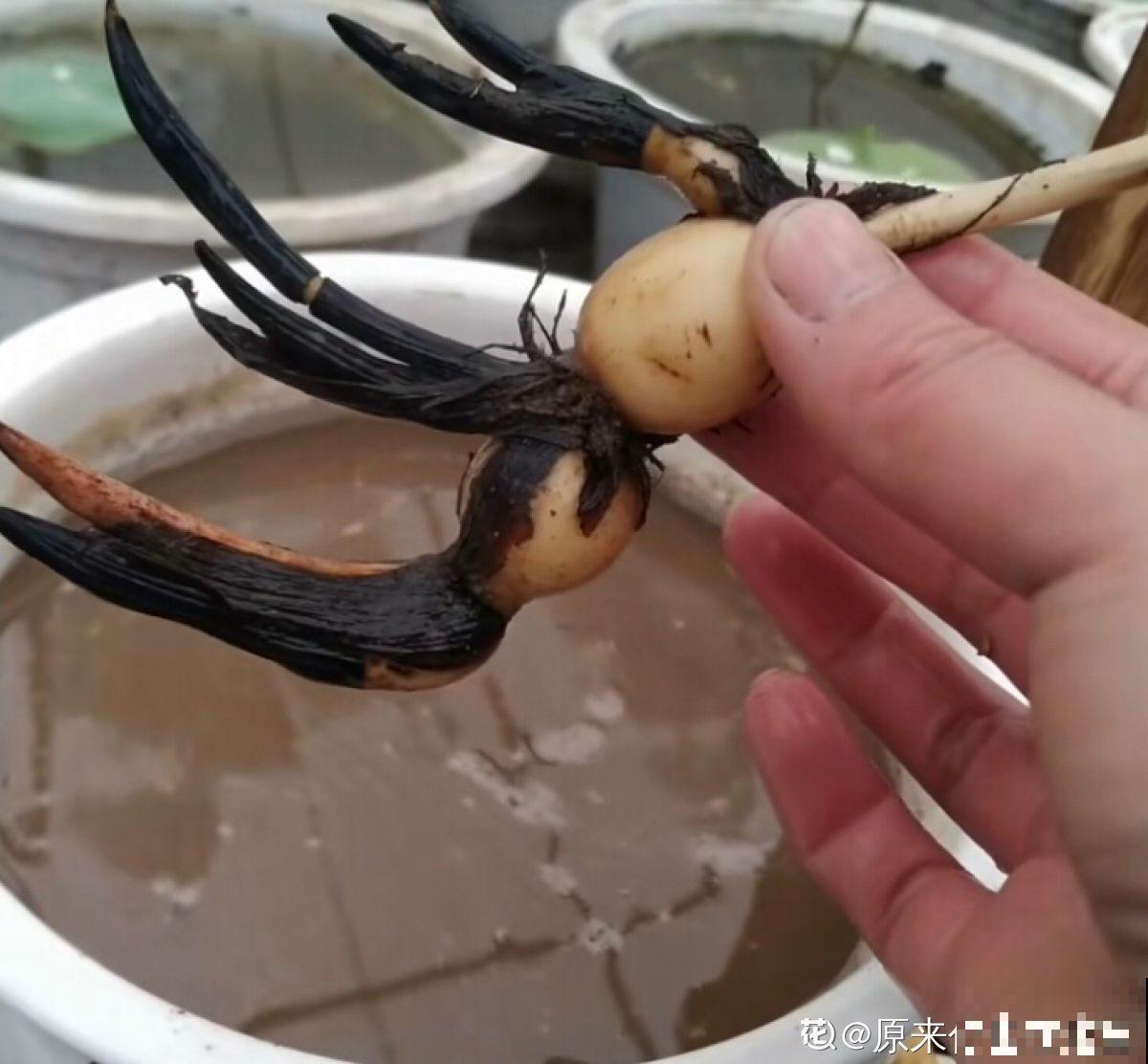 立夏后种一缸碗莲，清凉舒爽，惊艳整个夏天！