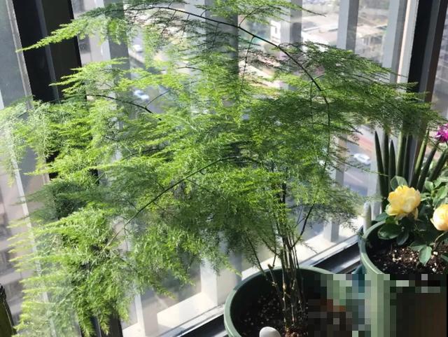 嫌花长得丑，趁现在砍头，2个月脱胎换骨！