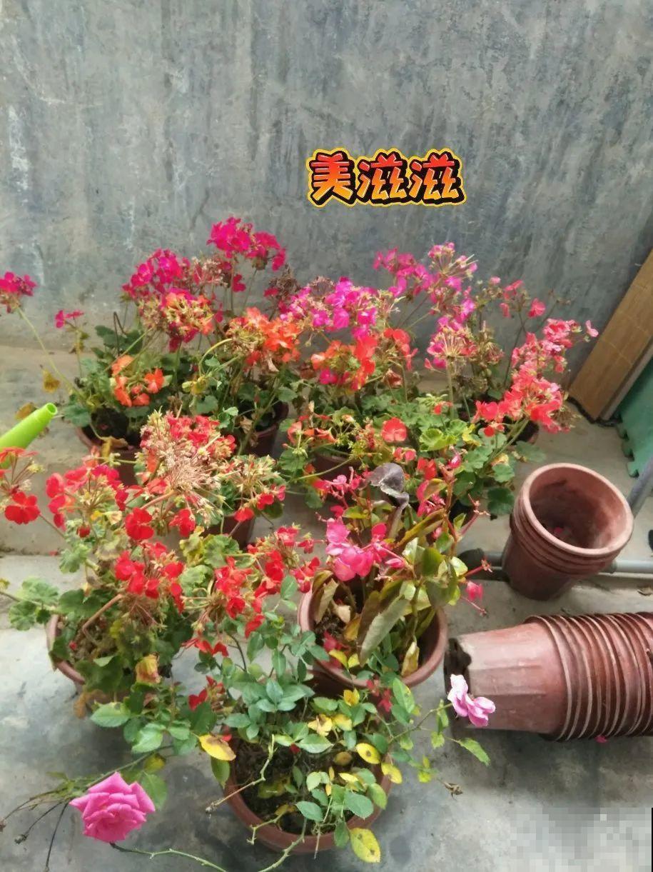 春天路边逛一遭，全是养花宝贝，赶紧捡回家