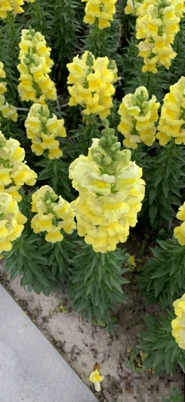 想养一盆五彩缤纷的大花串吗？那非金鱼草莫属，春天正是开花季！