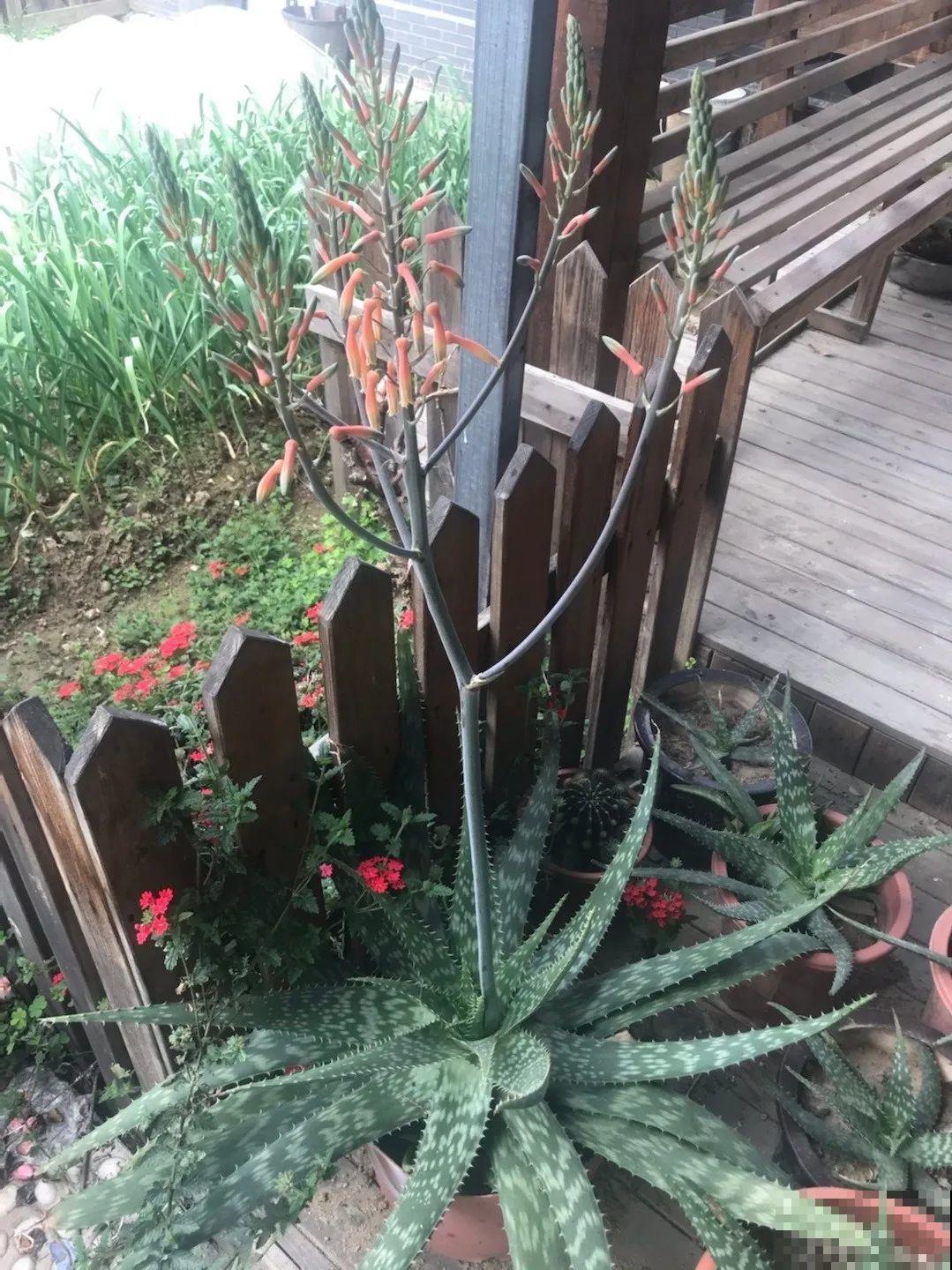 10种耐旱植物，平时少浇水，开花更准时！