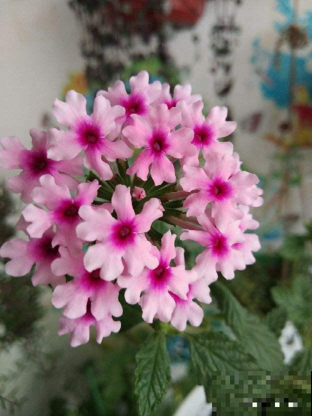 美女樱好看好养，花期大半年，越养越漂亮