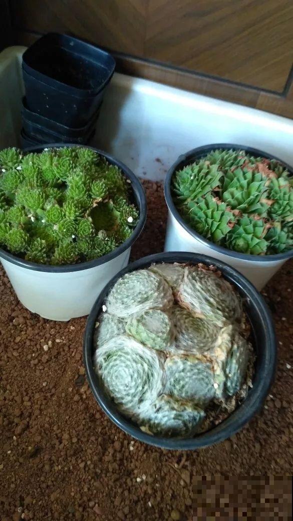 5种多肉，开花就容易死，赶紧把花箭剪掉