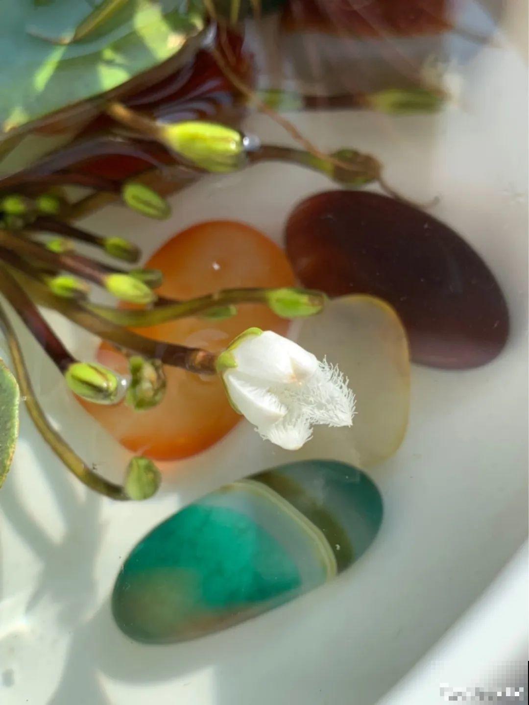 只用水不用土的植物，一片叶子就开花，简直太神奇了！