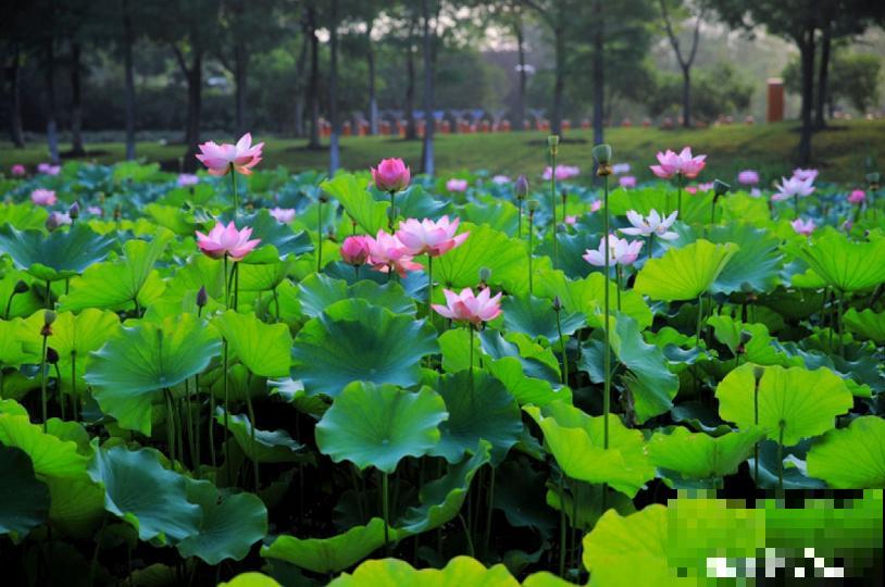 3种自制“养生”茶，最适合夏天喝，清热去火，还能减肥！