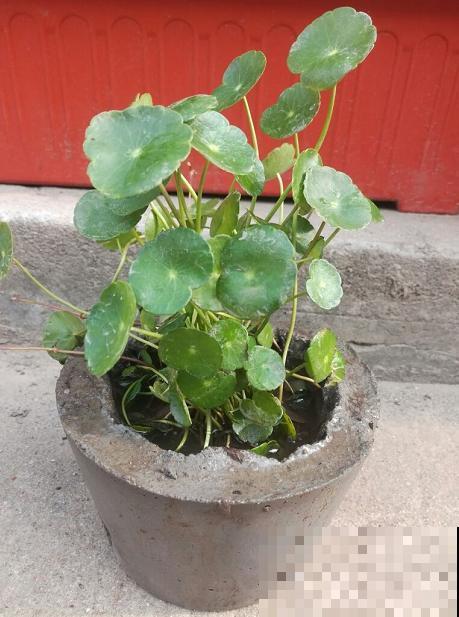 养花常见的6种盆，其中1种养不好花，新手慎用！