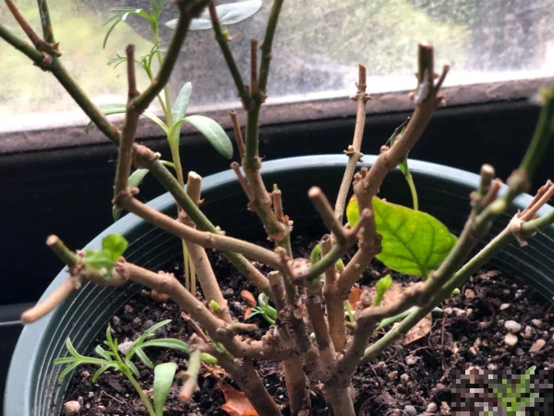 10种花，最怕换盆，换完活不过3天！