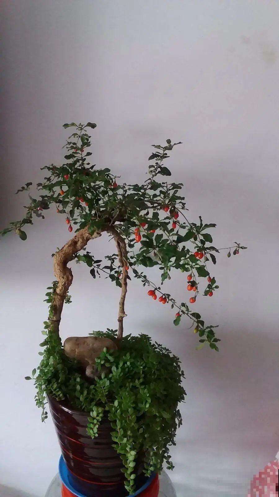 老中医最爱的花，掐一把嫩芽能做菜，泡水喝更养生！
