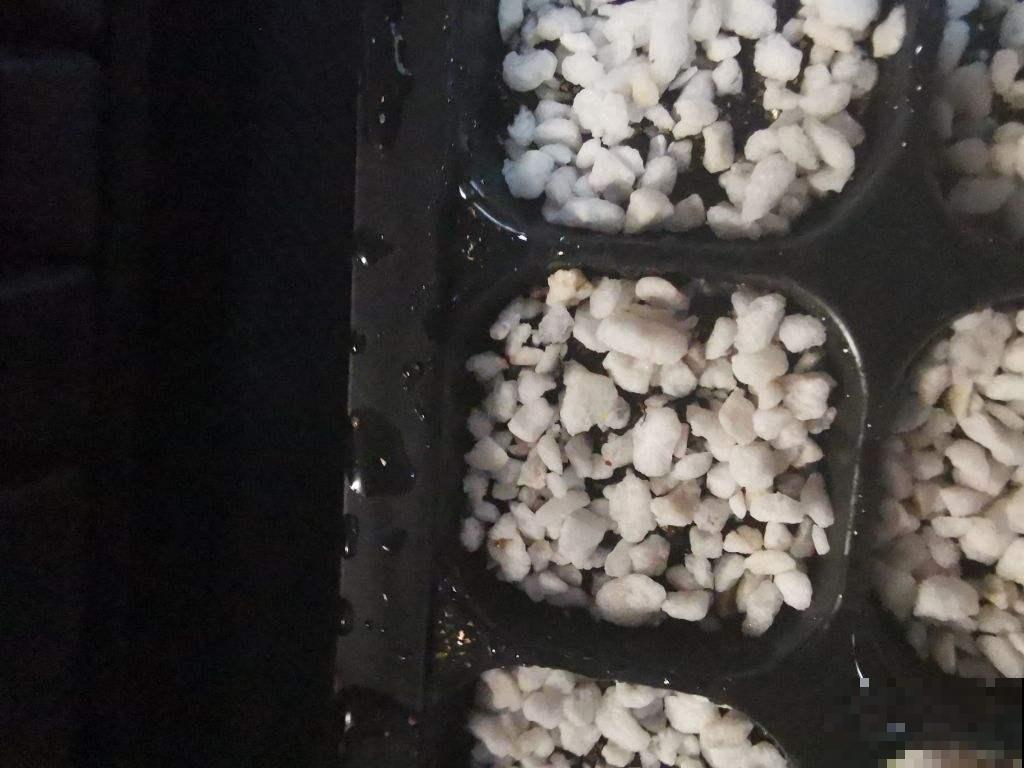扦插神器，当属蛭石最好使，插啥活啥