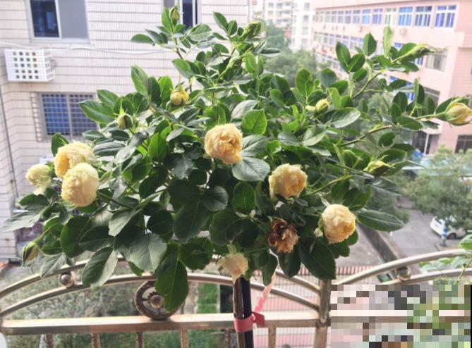 月季剪根枝条，绑在光杆子上，2年长成棒棒糖！