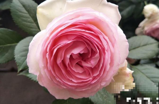 天热了，别给花乱施肥，小心烧根死翘翘！