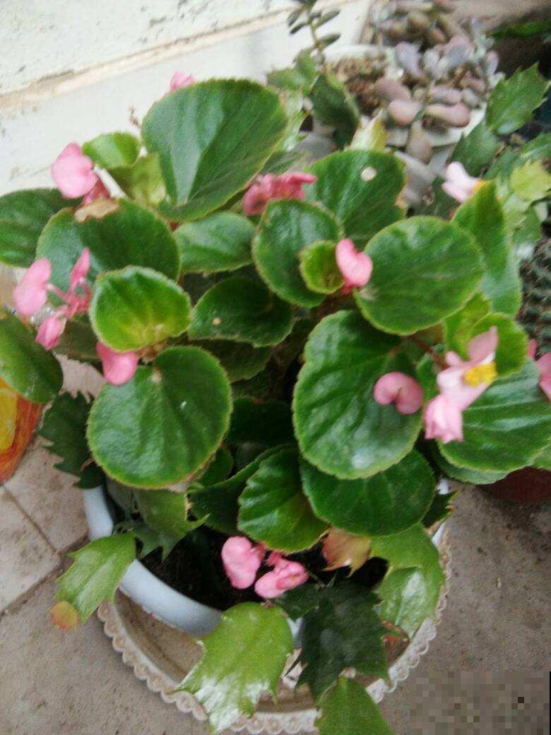 四季海棠很好养，春季养护注意3件事，开花一整年！