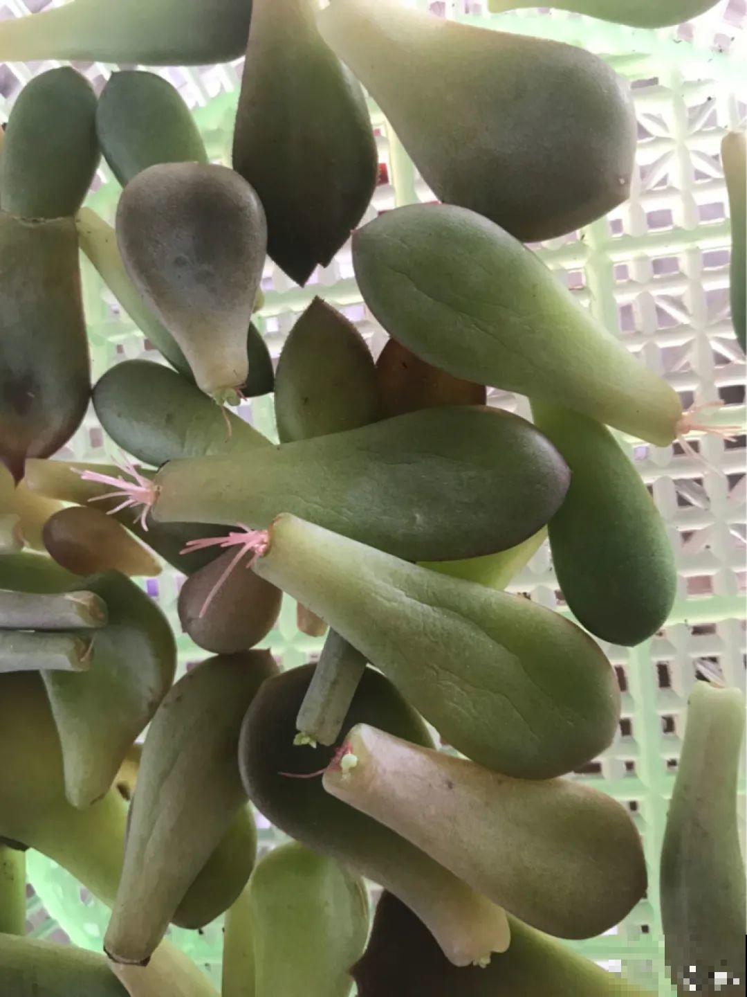 这10种花，天越热越扦插，3天冒出大白根！