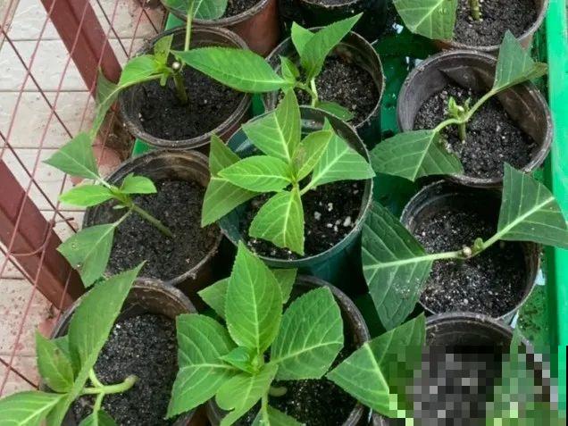 20种常见花，扦插方法大全，不用再花钱买了！