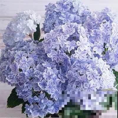 25种最漂亮的绣球，光不好也能开爆盆，春天必须来一盆！