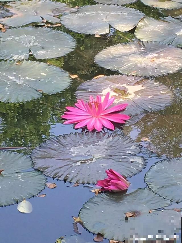 10种爱喝水的花，1天1大桶，反而越来越疯长！