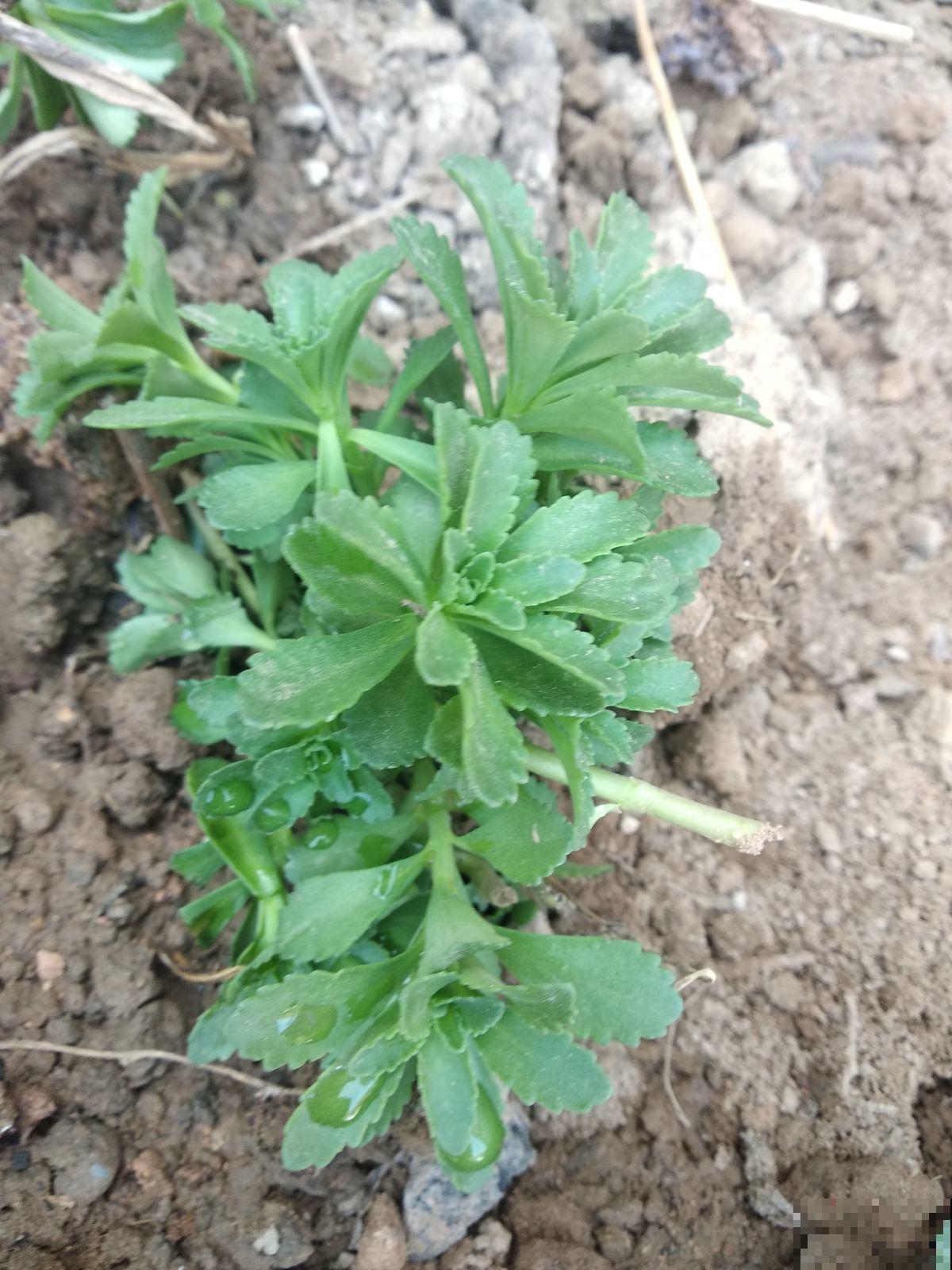 超市很贵的养心菜，自家种一盆很方便，随吃随摘健康美味！