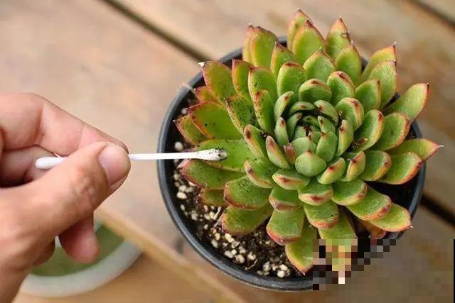 春天各种虫害来袭，花叶都要被吃没，教你新方法来杀虫！