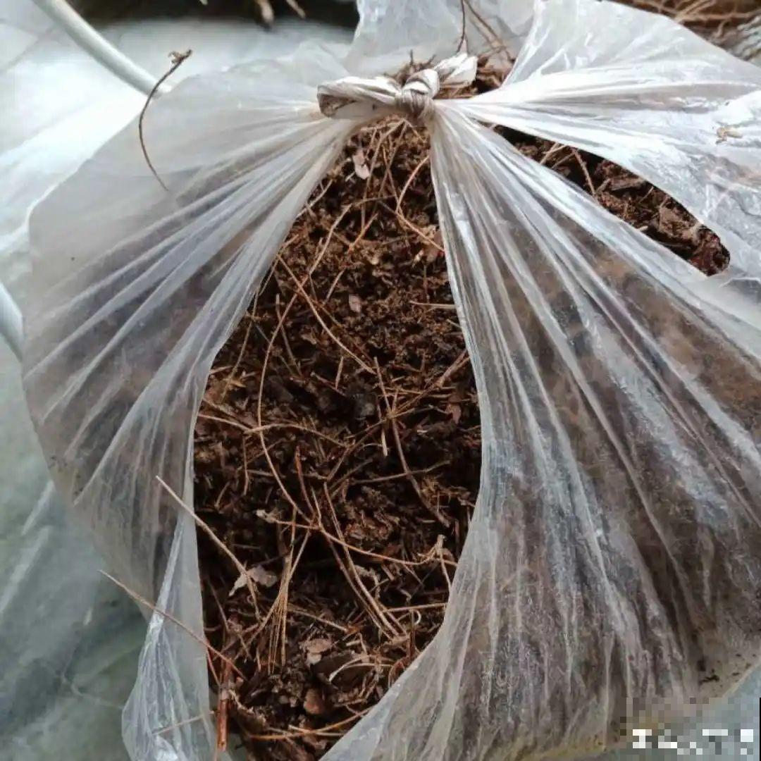 1把核桃垫盆底，不烂根、不招虫，疯长停不下来！