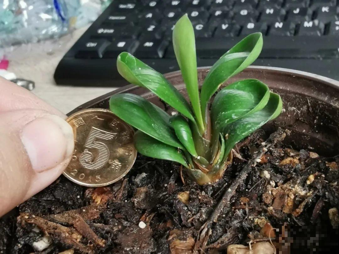 君子兰越小越值钱，养了4年，只有硬币大！