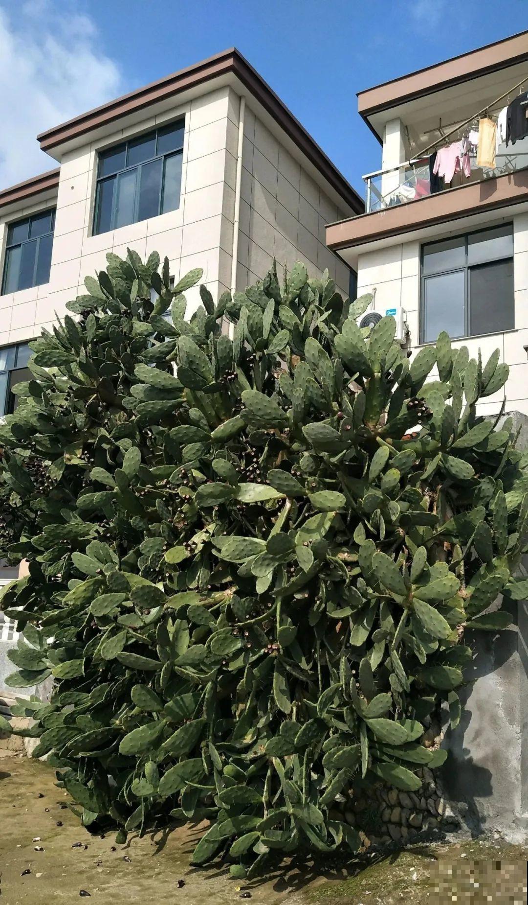 院子里养仙人掌，全身都是刺，堪比“狼牙棒”，小偷再也不敢来！