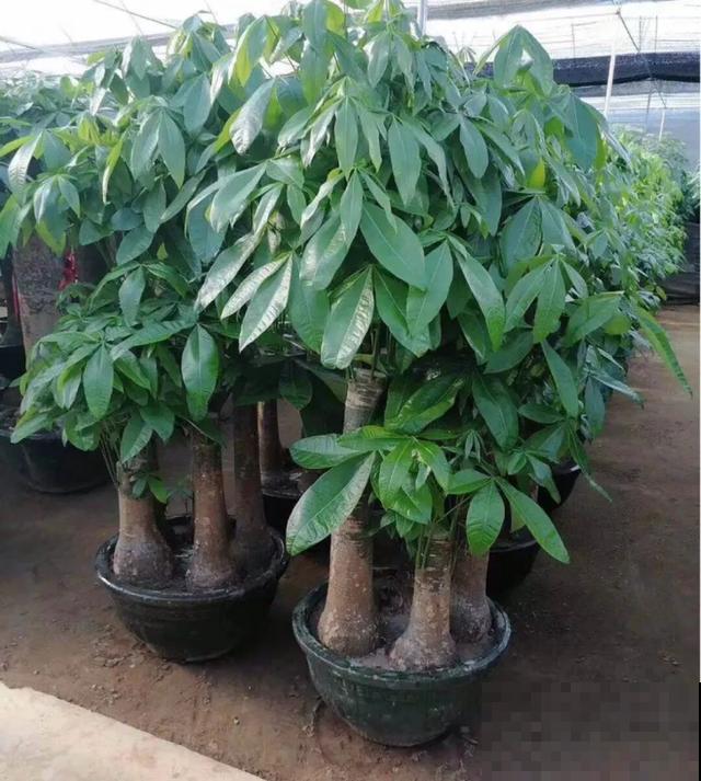 家里养盆虎皮兰，小花盆、挤着养，疯狂开花爆小崽！
