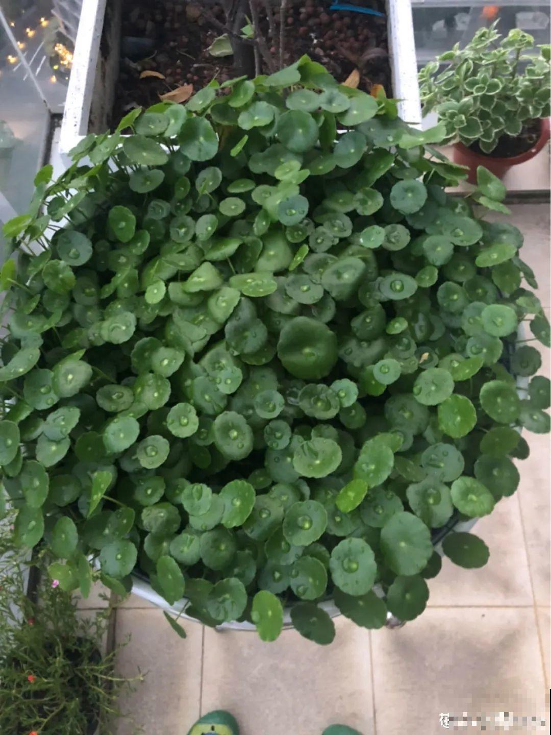 花一到春天就蔫巴，那是浇水浇少了，赶紧补水