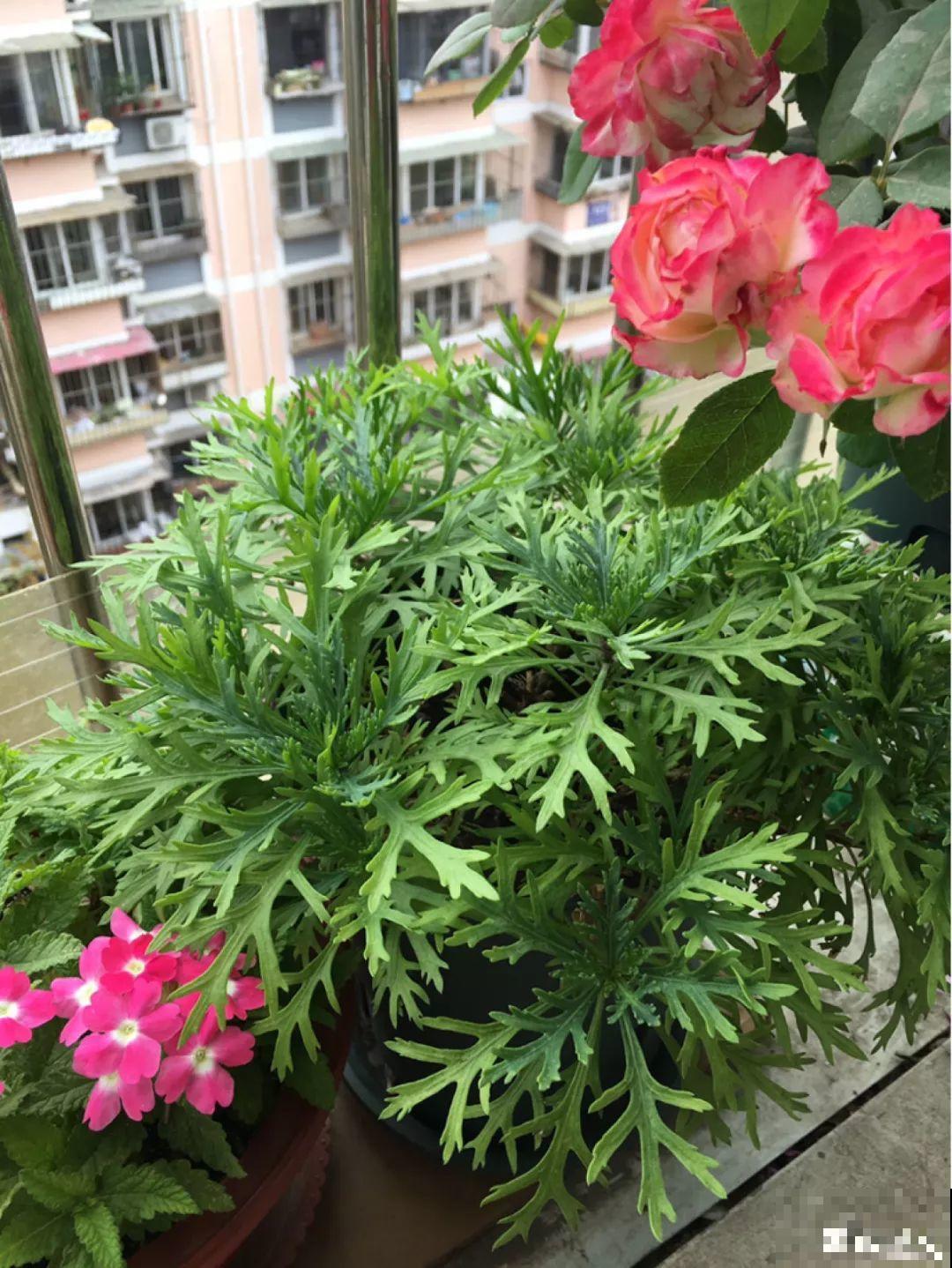 角堇矮牵牛现在马上打顶，长得一茬又一茬！