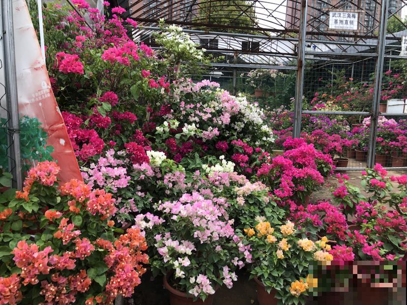 花市买回家的花，注意这6点，盆盆开爆